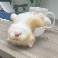 成年人视频